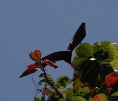 Pteropus livingstonii