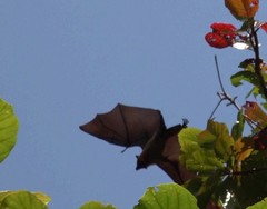 Pteropus livingstonii