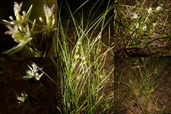 Juncus anthelatus