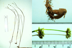 Juncus brachycarpus