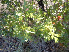 Quercus × hastingsii