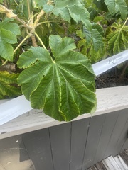 Tetrapanax