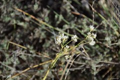Gypsophila struthium
