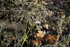 Gypsophila struthium