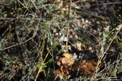 Gypsophila struthium