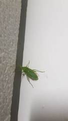 Homoeocerus lacertosus