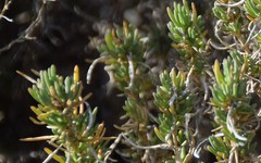 Gypsophila struthium