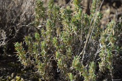 Gypsophila struthium