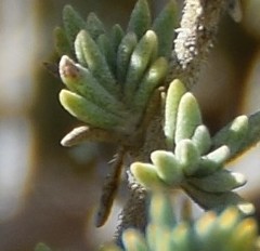 Thymus lacaitae