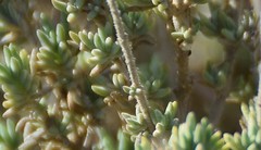 Thymus lacaitae