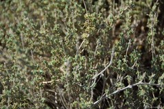 Thymus lacaitae