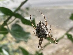 Araneus diadematus