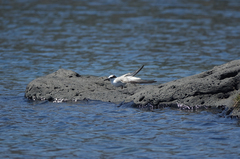 Sternula saundersi