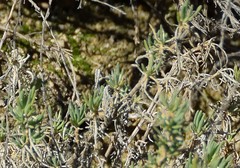 Gypsophila struthium