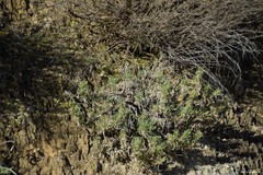 Gypsophila struthium