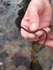 Nerophis lumbriciformis