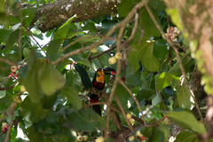 Ramphastos vitellinus