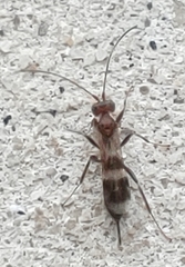 Gelis tenellus