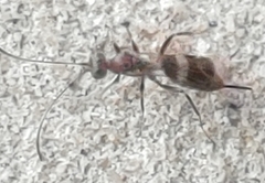Gelis tenellus