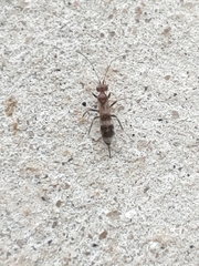 Gelis tenellus