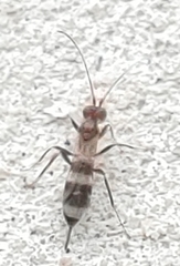 Gelis tenellus