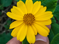 Wedelia grandiflora