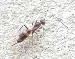 Gelis tenellus