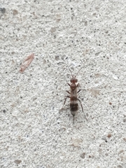 Gelis tenellus