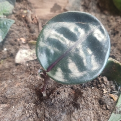 Liliopsida