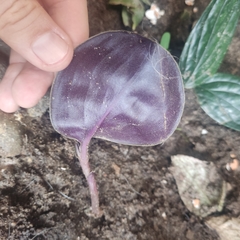 Liliopsida
