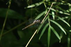 Orthemis garrisoni