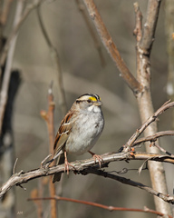 Zonotrichia albicollis