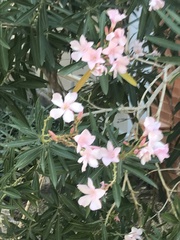 Nerium oleander