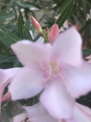 Nerium oleander