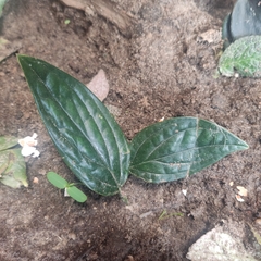 Magnoliopsida