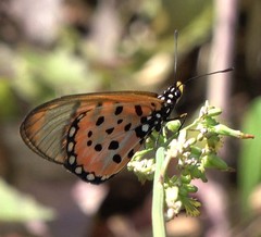 Acraea neobule