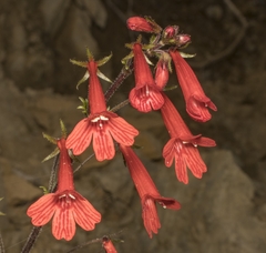 Ourisia coccinea coccinea