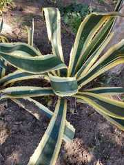 Agave americana