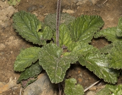 Ourisia coccinea coccinea