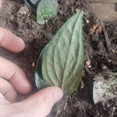 Magnoliopsida