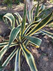 Agave americana