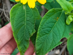 Wedelia grandiflora