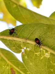 Stenomacra marginella