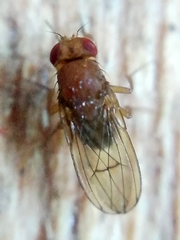 Drosophila immigrans
