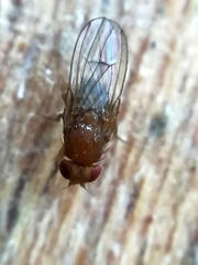 Drosophila immigrans