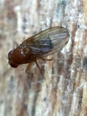 Drosophila immigrans