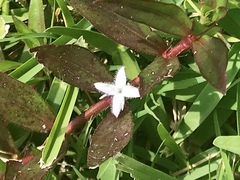 Diodia