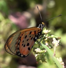 Acraea neobule
