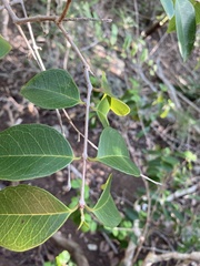 Eugenia pseudopsidium