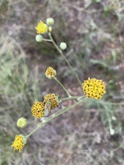 Hymenopappus filifolius polycephalus